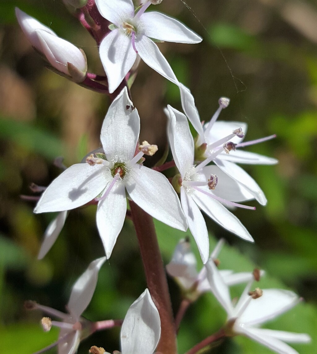 Veronica derwentiana subsp. derwentiana (hero image)