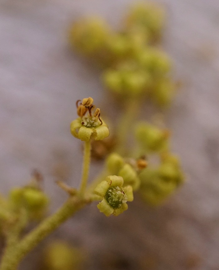 Pomaderris apetala subsp. apetala (hero image)