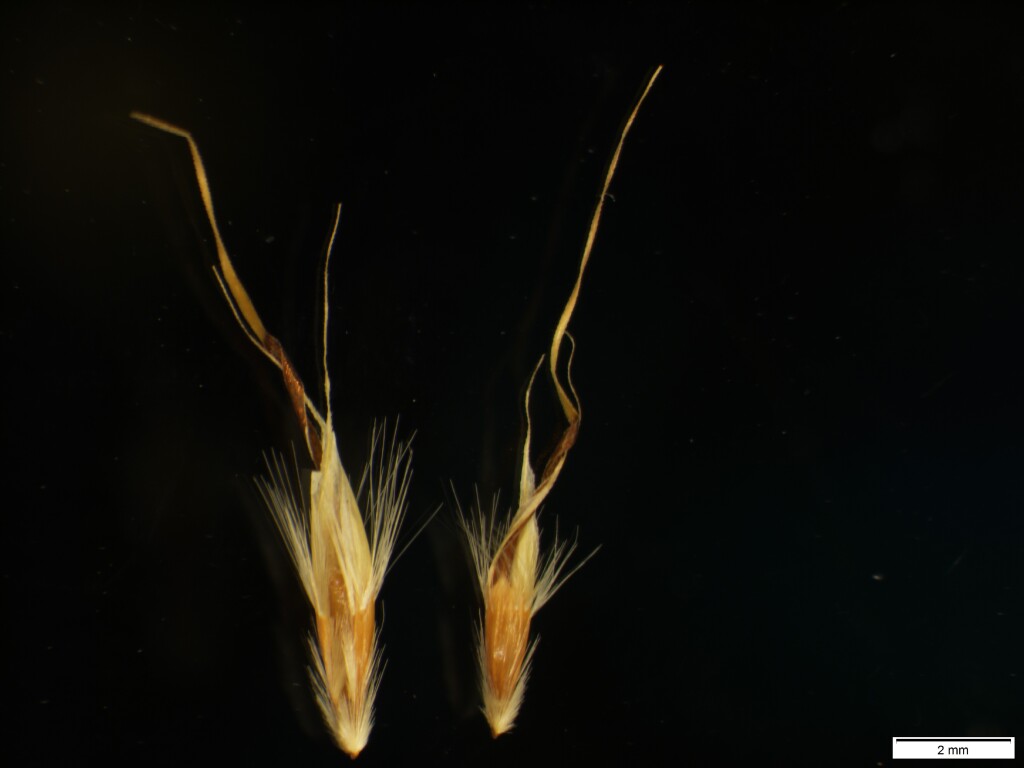 Rytidosperma duttonianum (hero image)