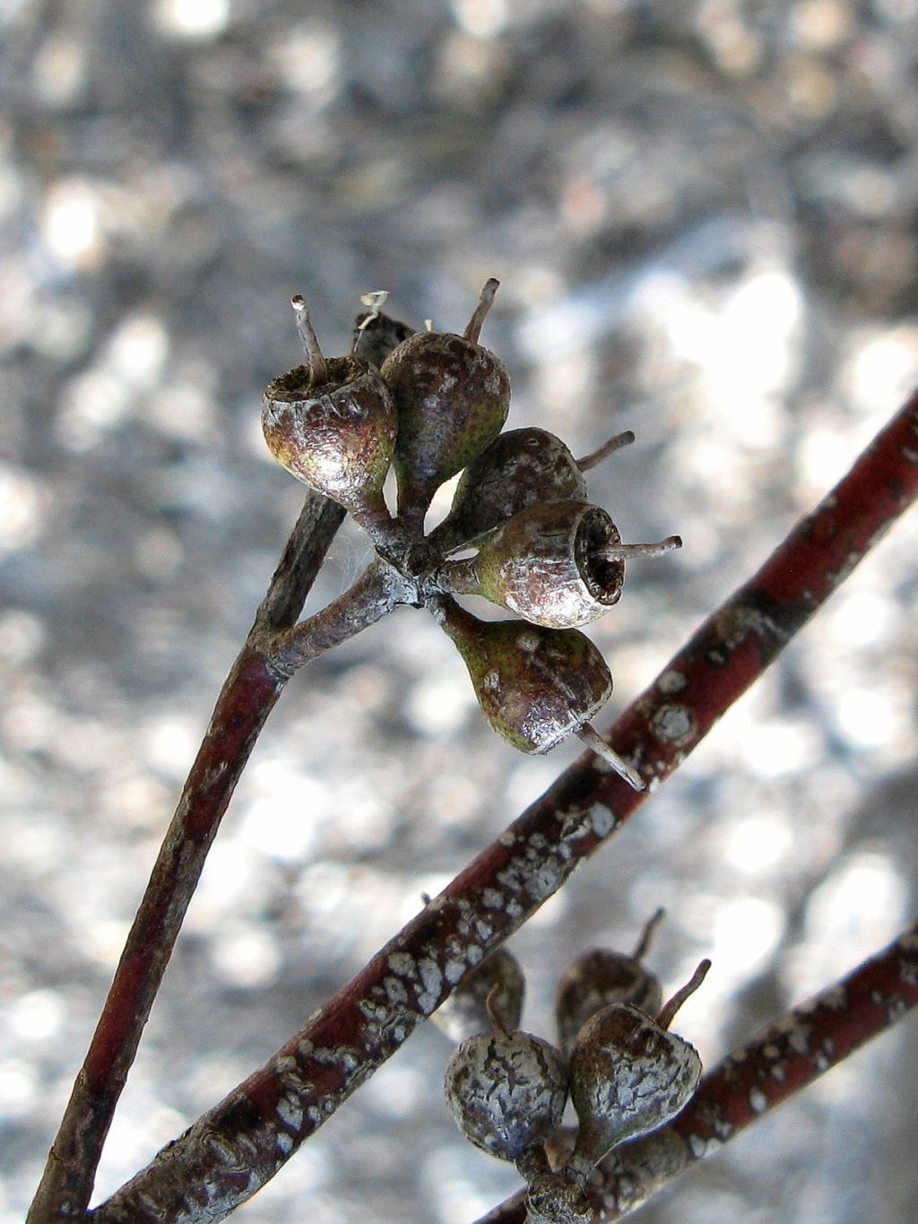 Eucalyptus oleosa (hero image)