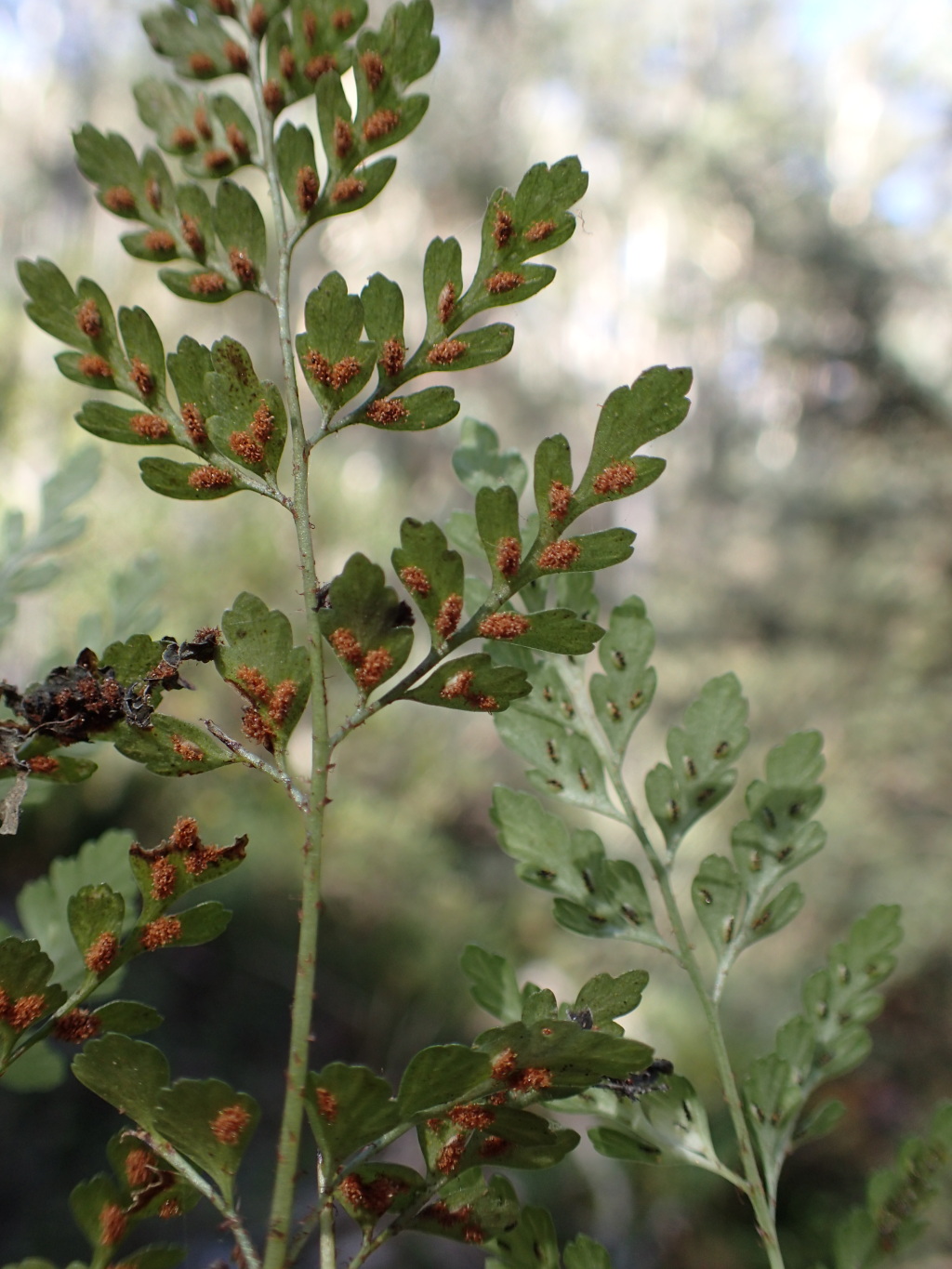 Asplenium hookerianum (hero image)