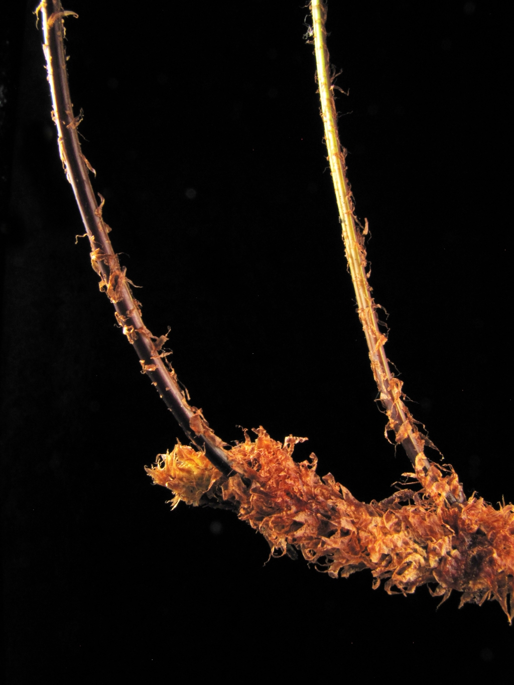 Rumohra (hero image)