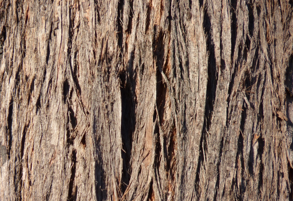 Eucalyptus macrorhyncha (hero image)