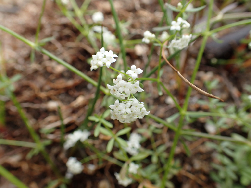 Galium palustre (hero image)