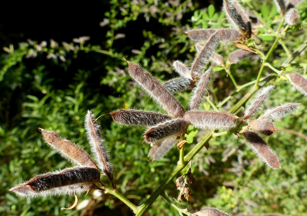 Genista monspessulana (hero image)