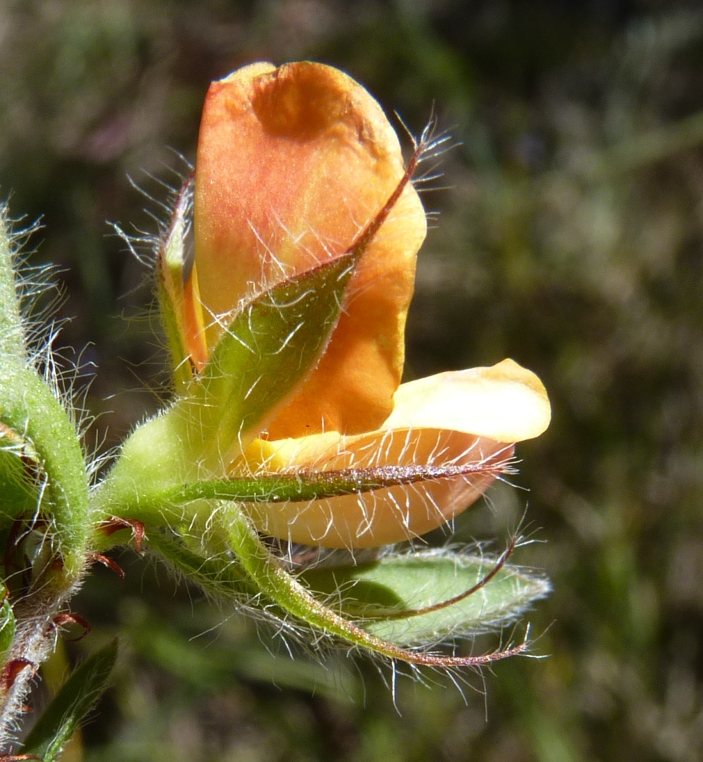 Pultenaea humilis (hero image)