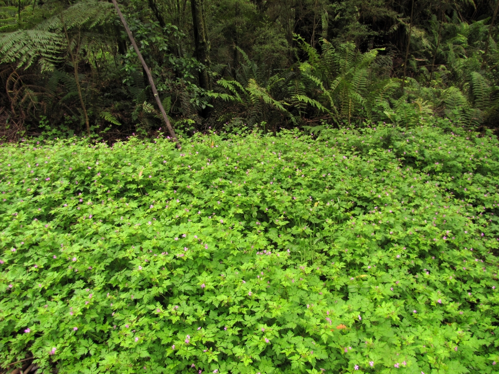 Geranium robertianum (hero image)