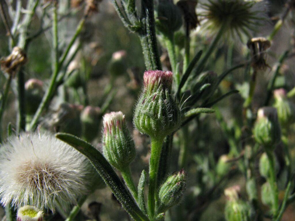 Erigeron bonariensis (hero image)