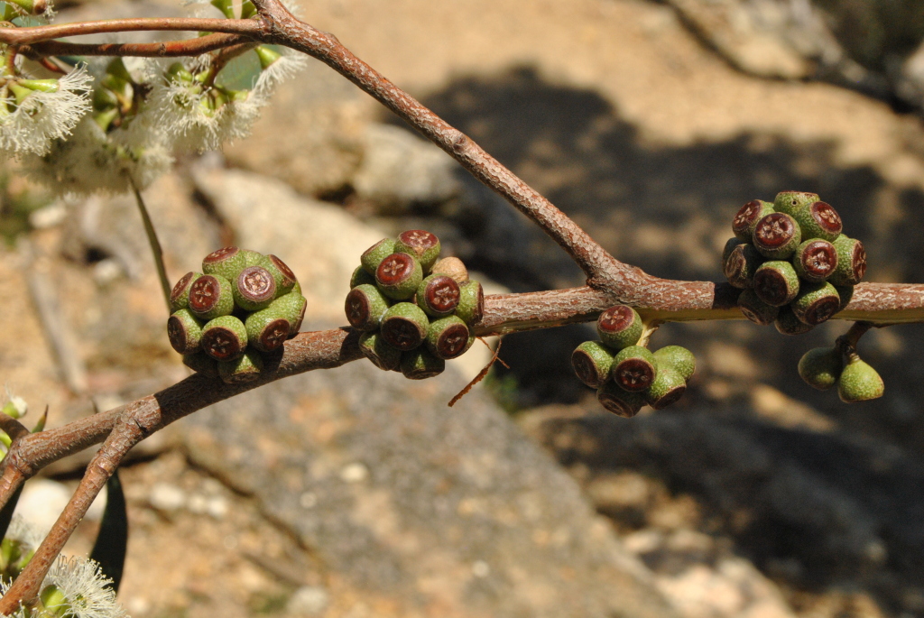 Eucalyptus willisii (hero image)