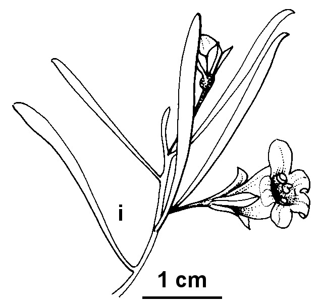 Eremophila sturtii (hero image)