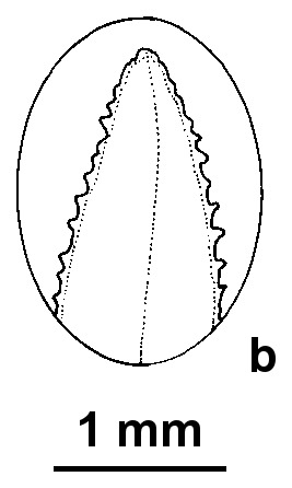 Gentianella muelleriana subsp. willisiana (hero image)