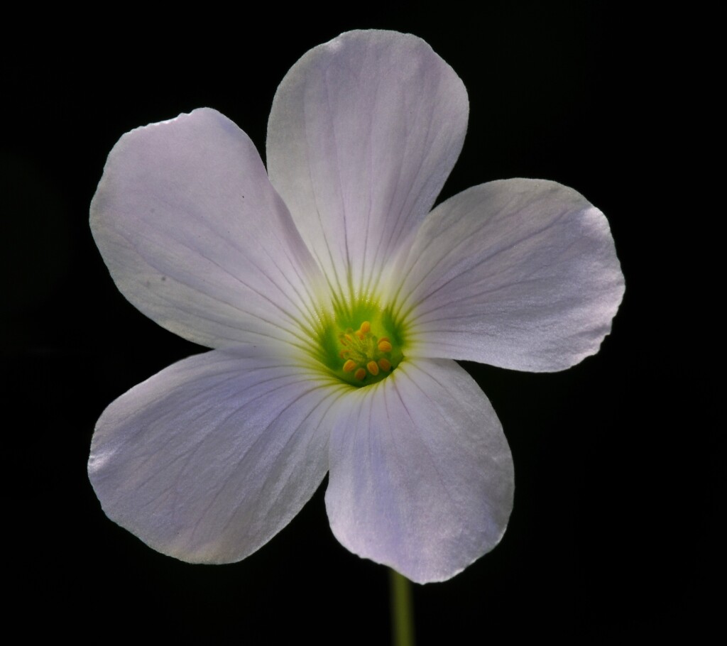 Oxalis incarnata (hero image)