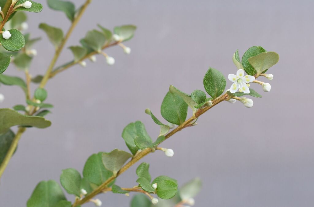 Nematolepis frondosa (hero image)