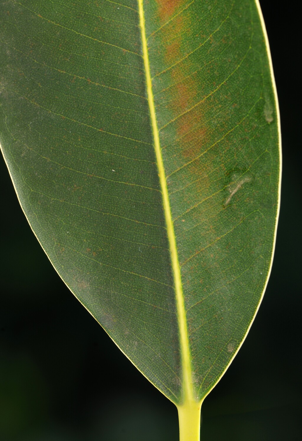 Ficus macrophylla (hero image)