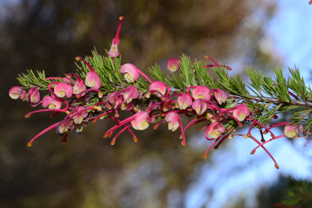 Grevillea (hero image)