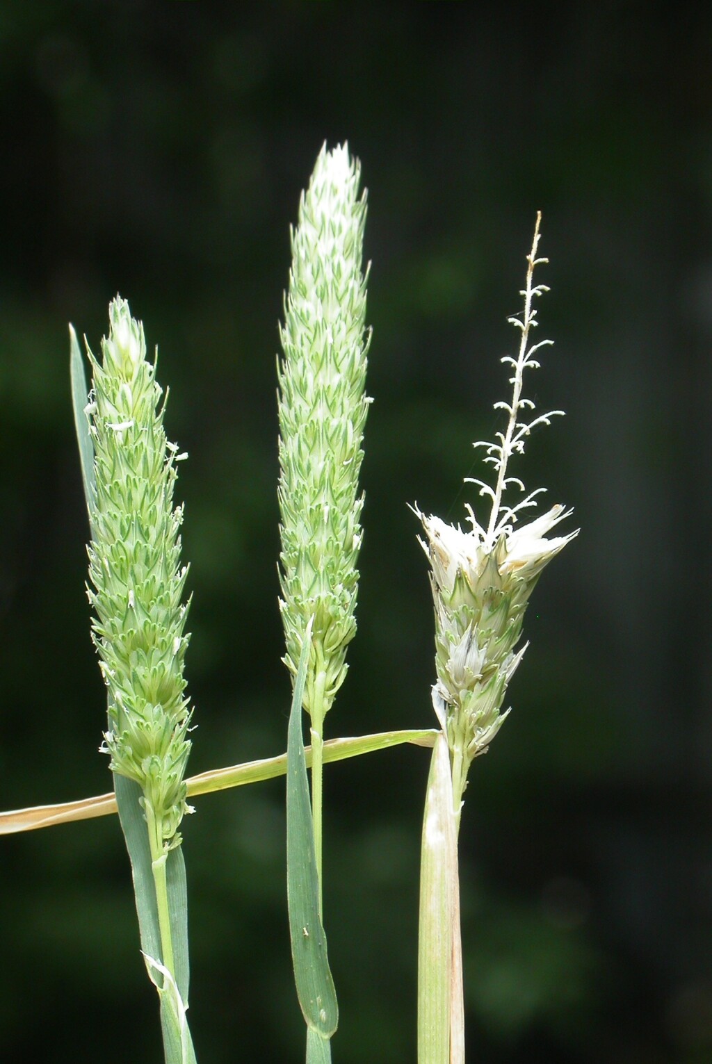 Phalaris paradoxa (hero image)