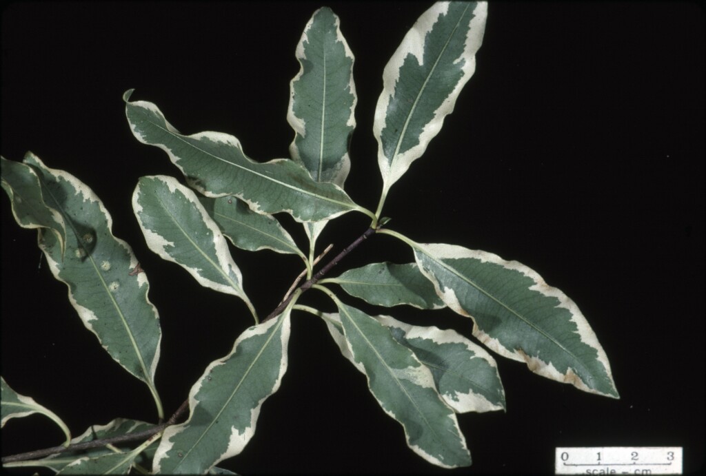 Pittosporum eugenioides (hero image)