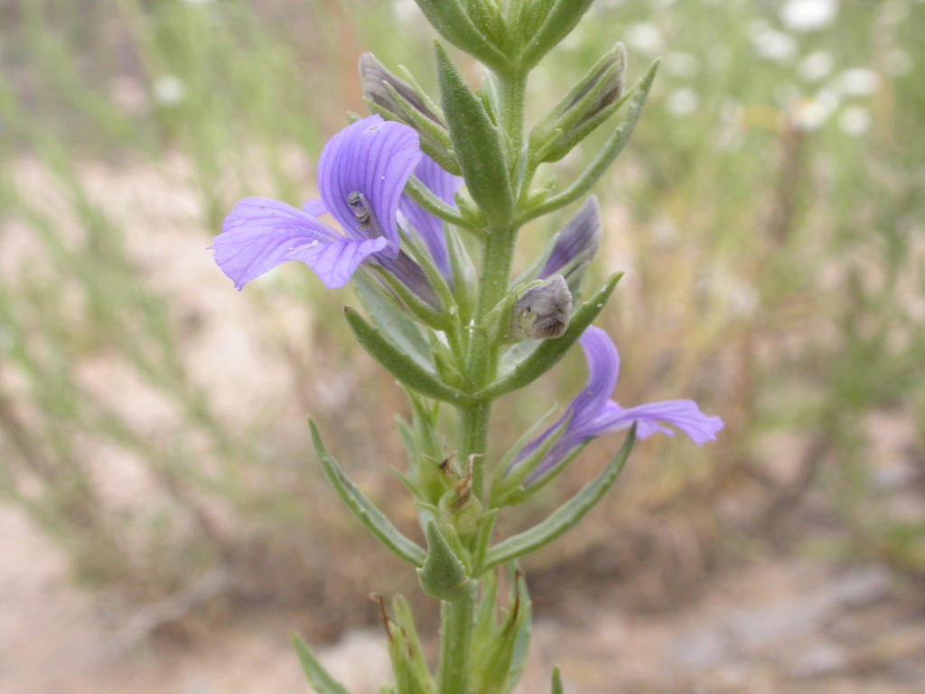 Stemodia glabella (hero image)