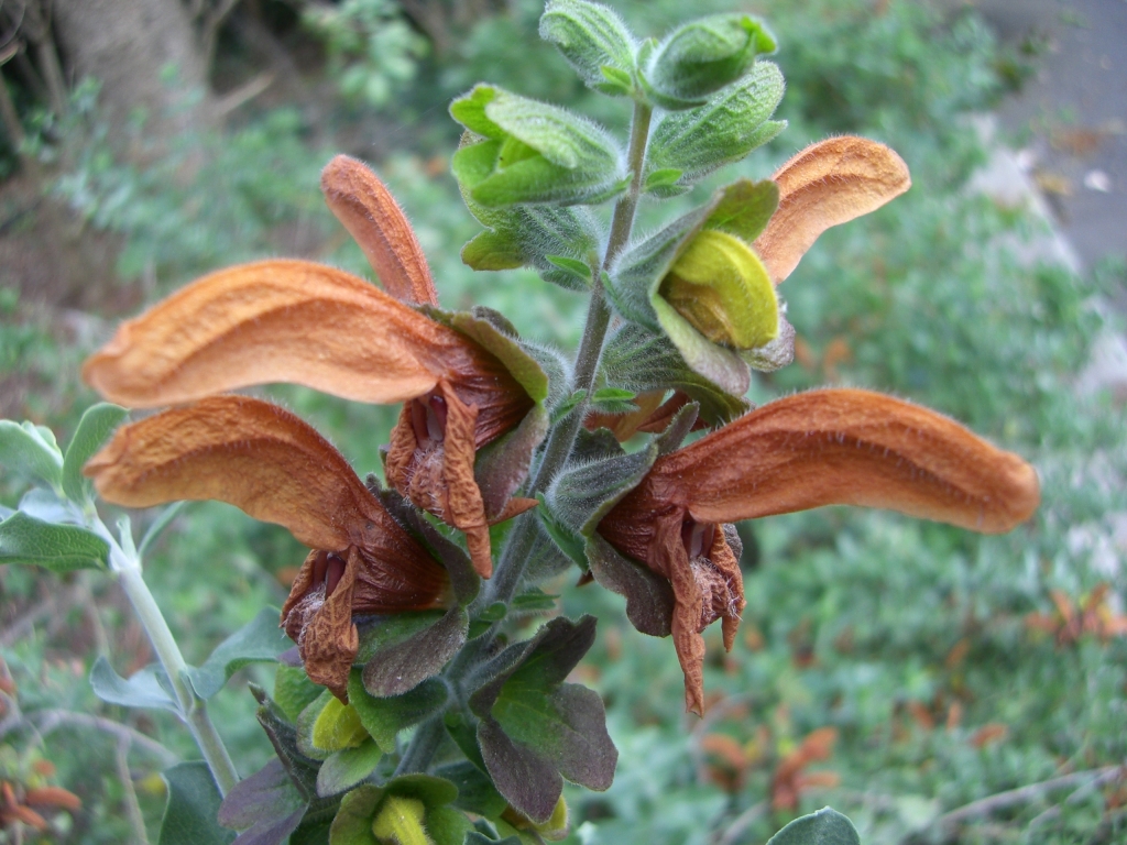 Salvia africana-lutea (hero image)