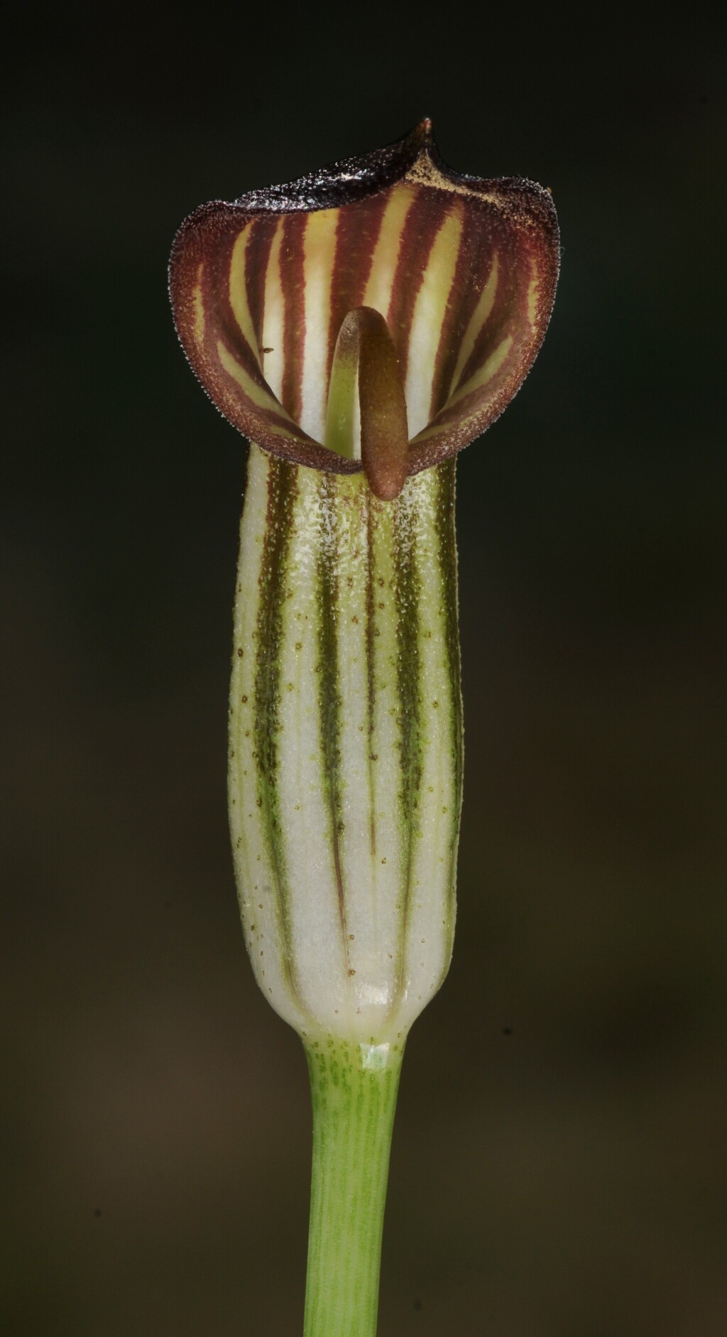 Arisarum vulgare (hero image)