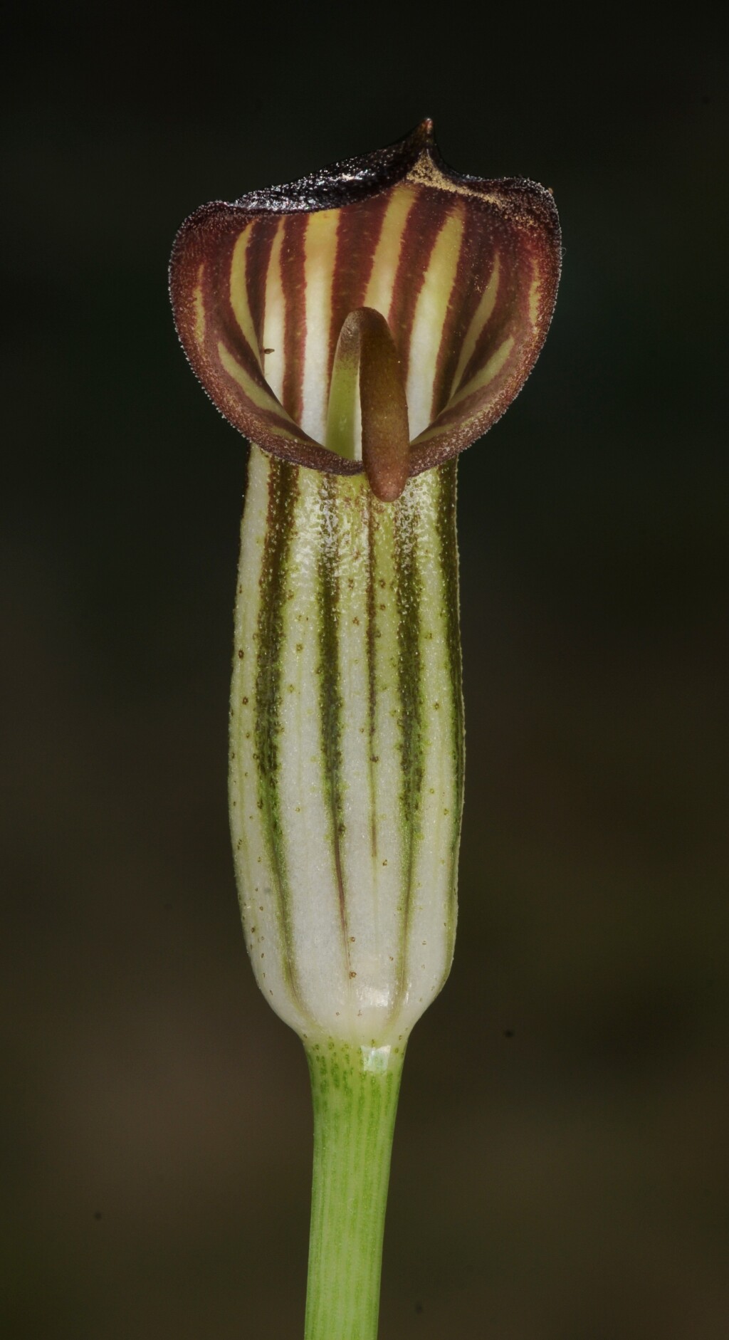 Arisarum (hero image)