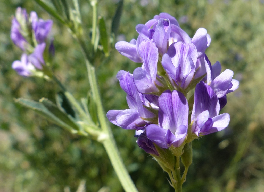 Medicago sativa subsp. sativa (hero image)