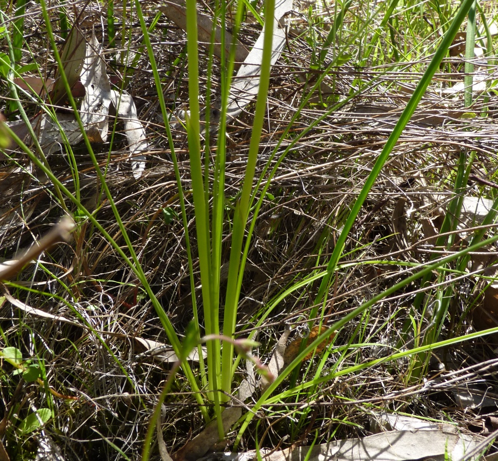 Diuris chryseopsis (hero image)