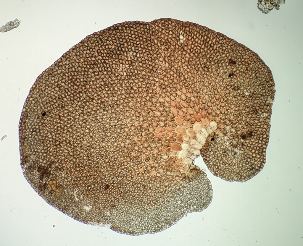 Frullania falciloba (hero image)