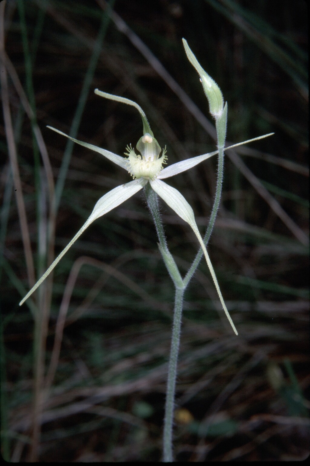 Caladenia flavovirens (hero image)