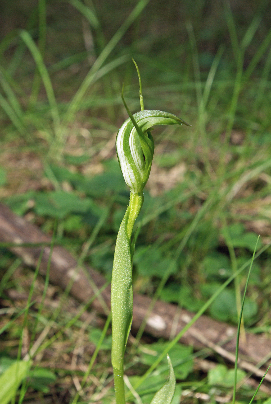 Pterostylis foliata (hero image)