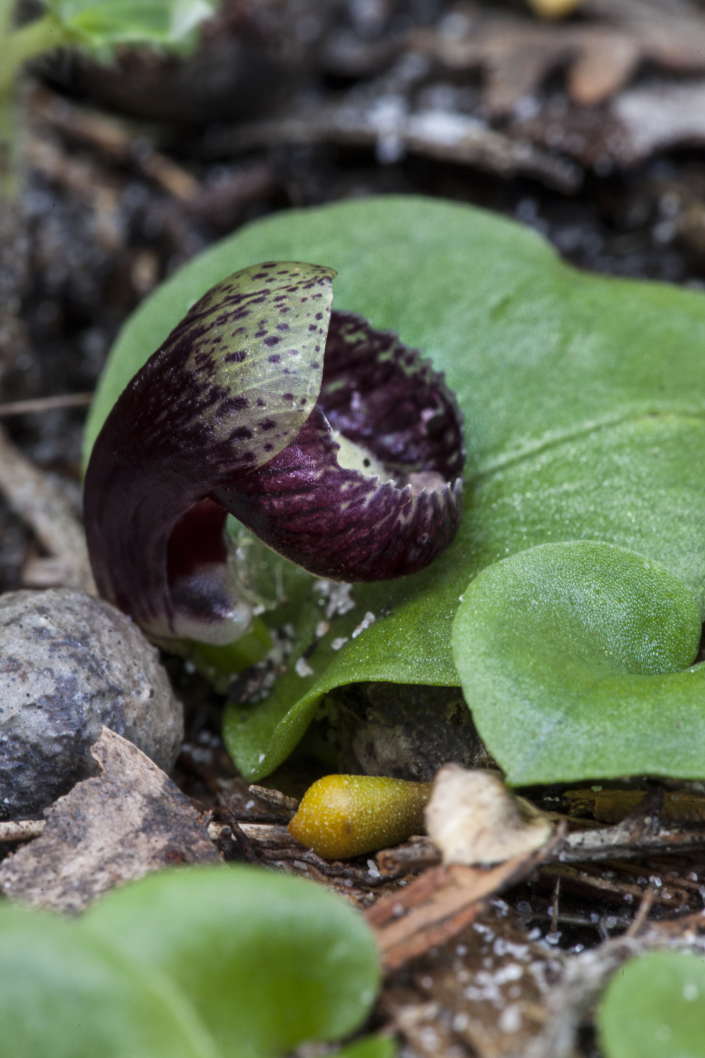 Corybas (hero image)