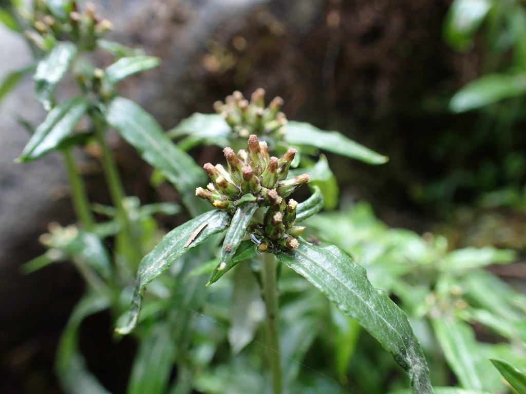 Euchiton limosus (hero image)