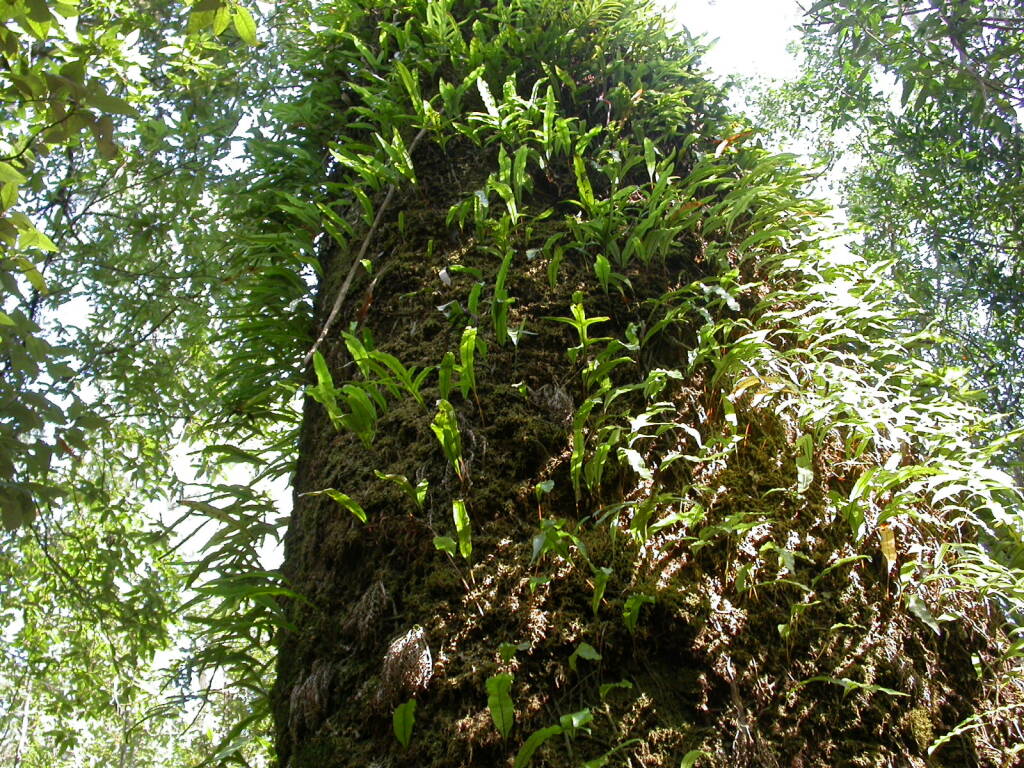 Polypodiaceae (hero image)