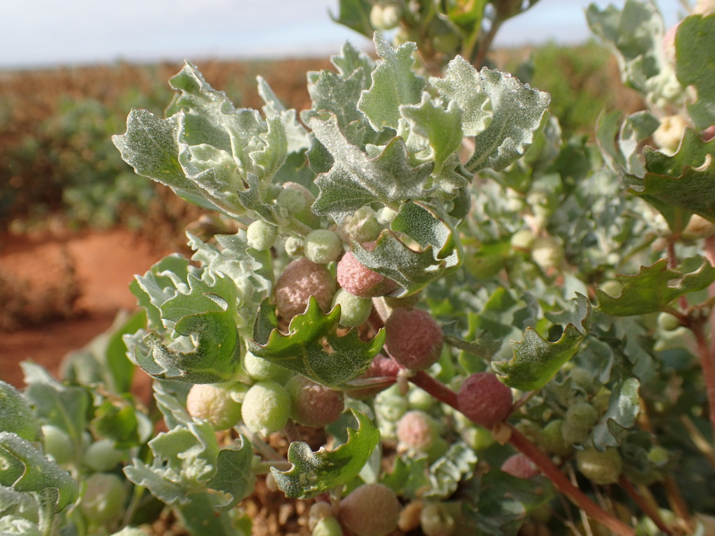 Atriplex holocarpa (hero image)