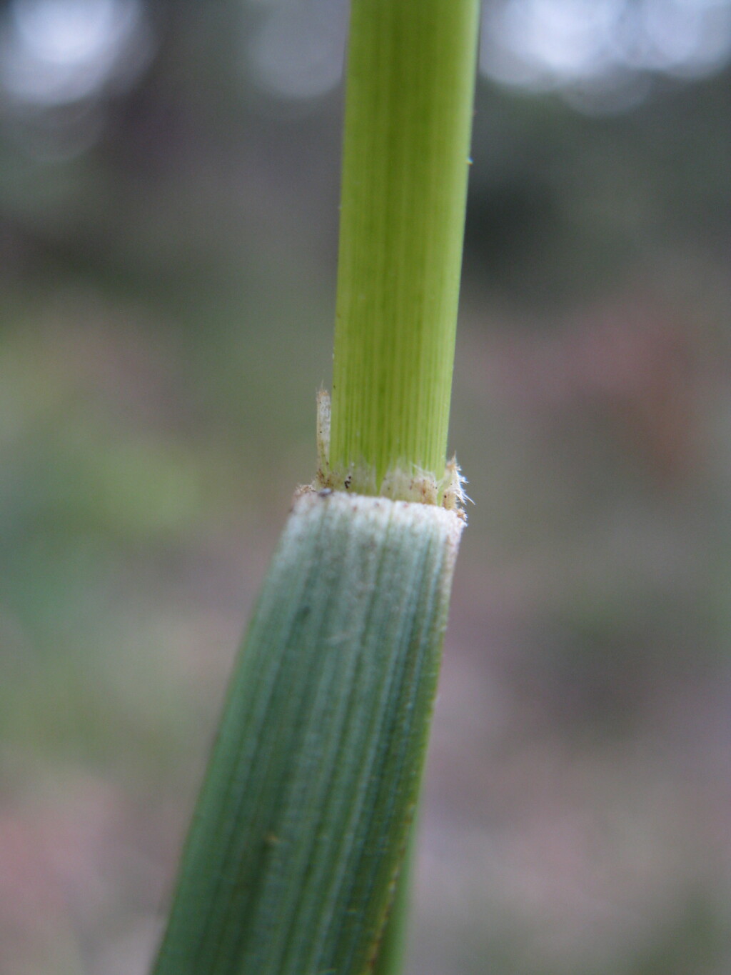 Anisopogon (hero image)