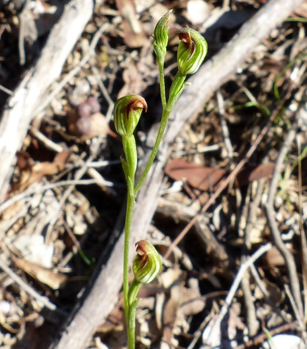 Pterostylis rubescens (hero image)