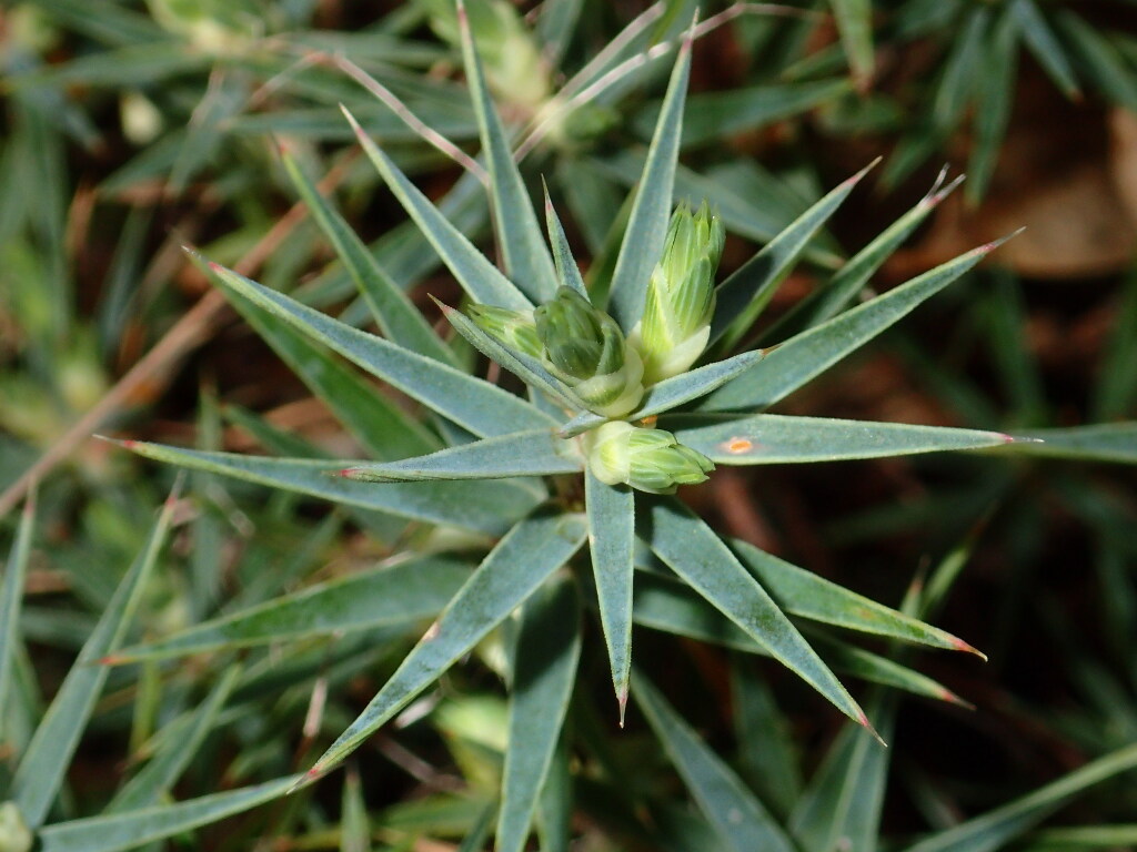 Melichrus urceolatus (hero image)