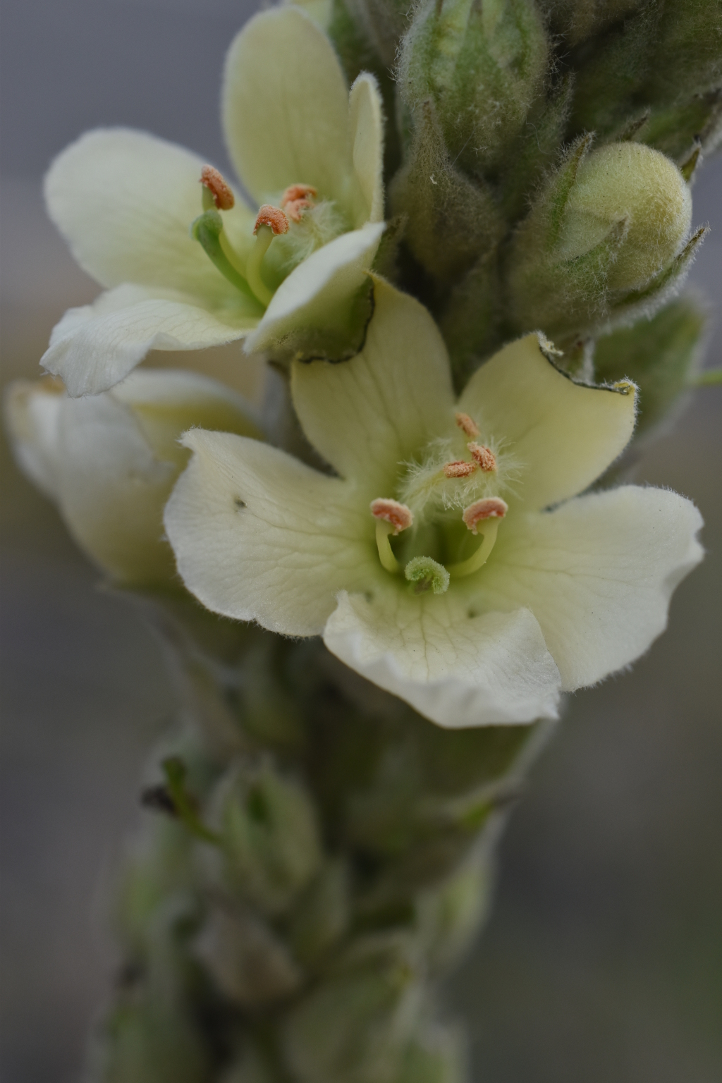 Verbascum (hero image)