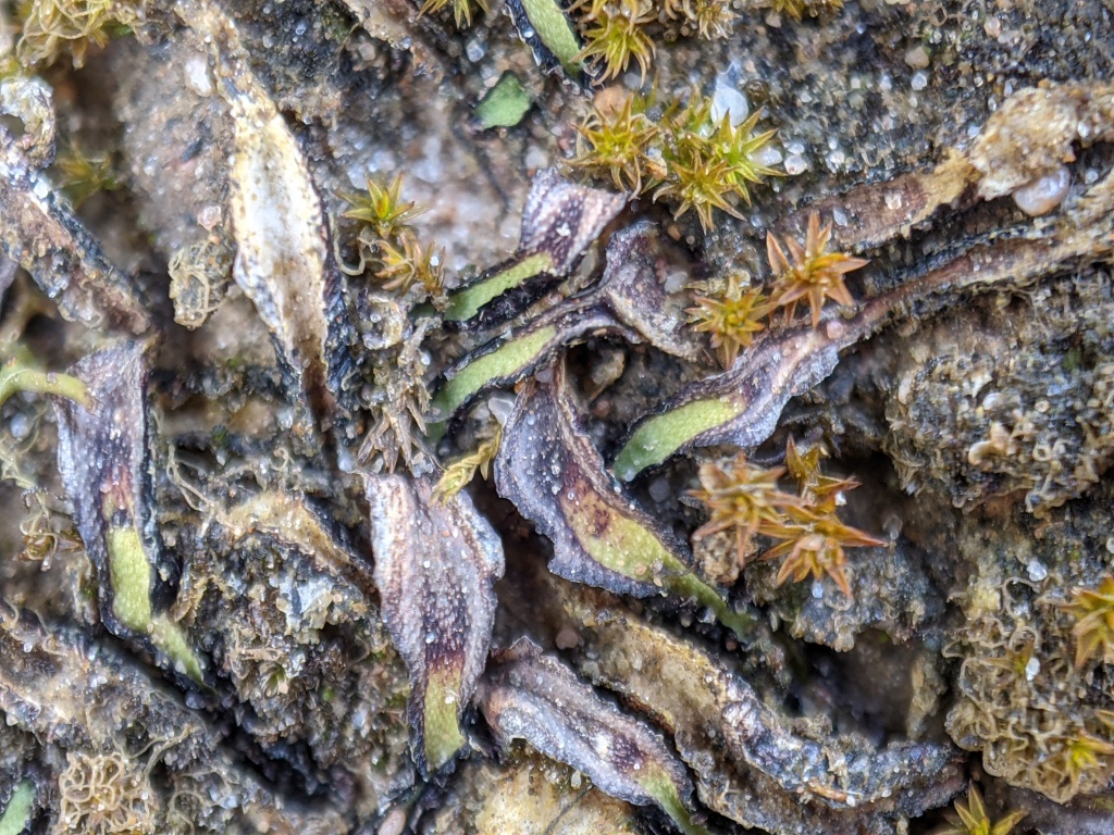 Asterella (hero image)
