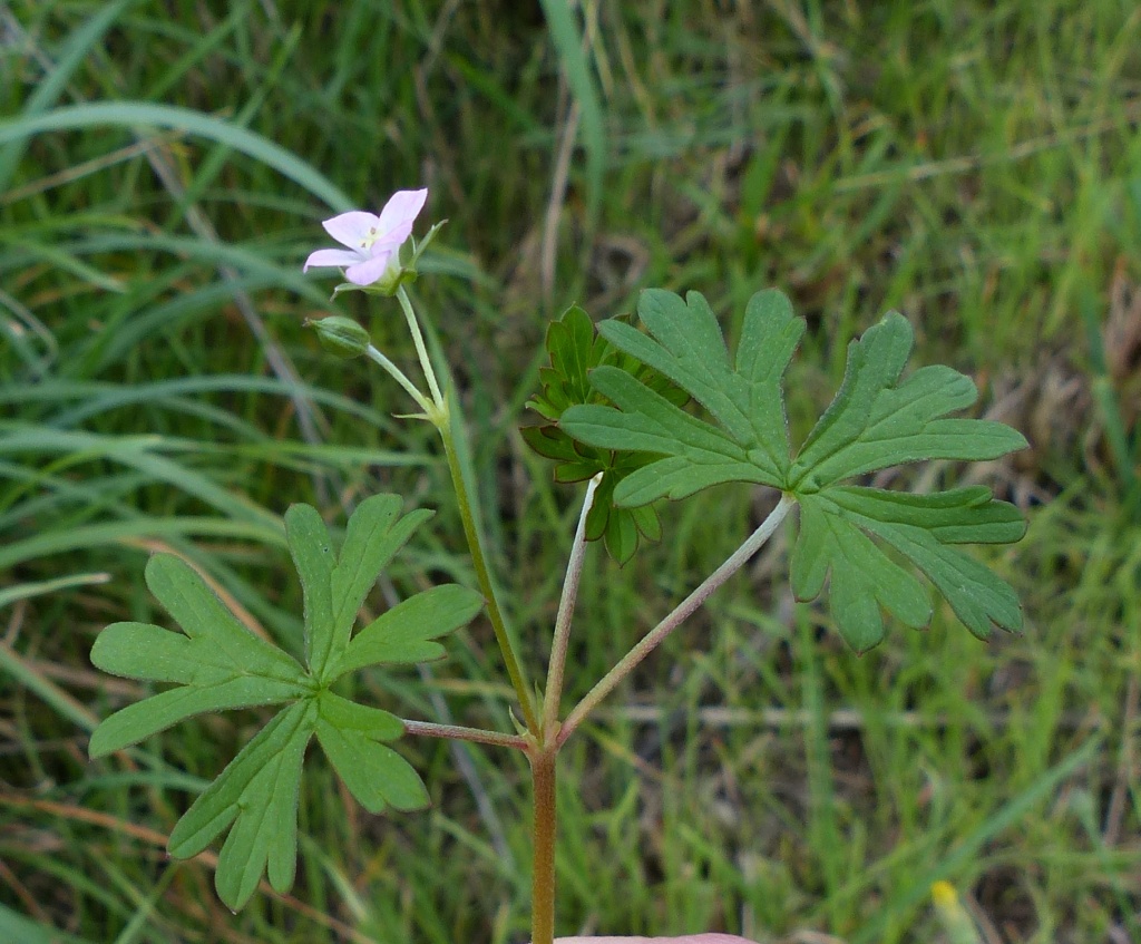 Geranium sp. 5 (hero image)