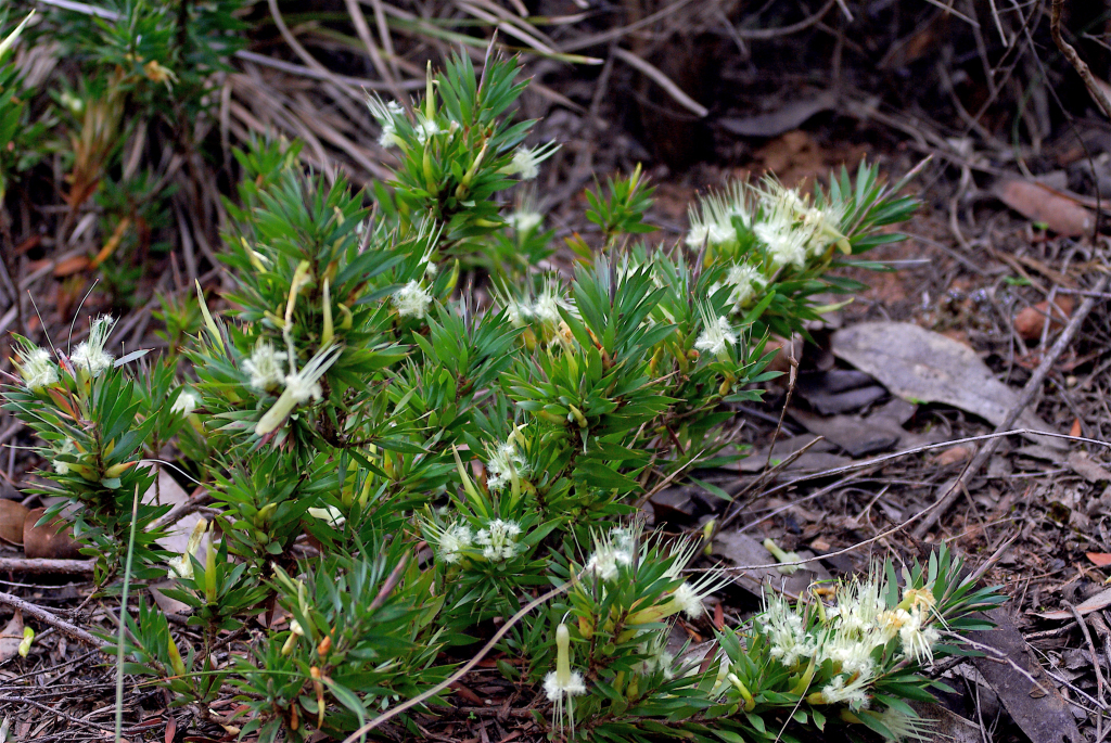 Styphelia adscendens (hero image)