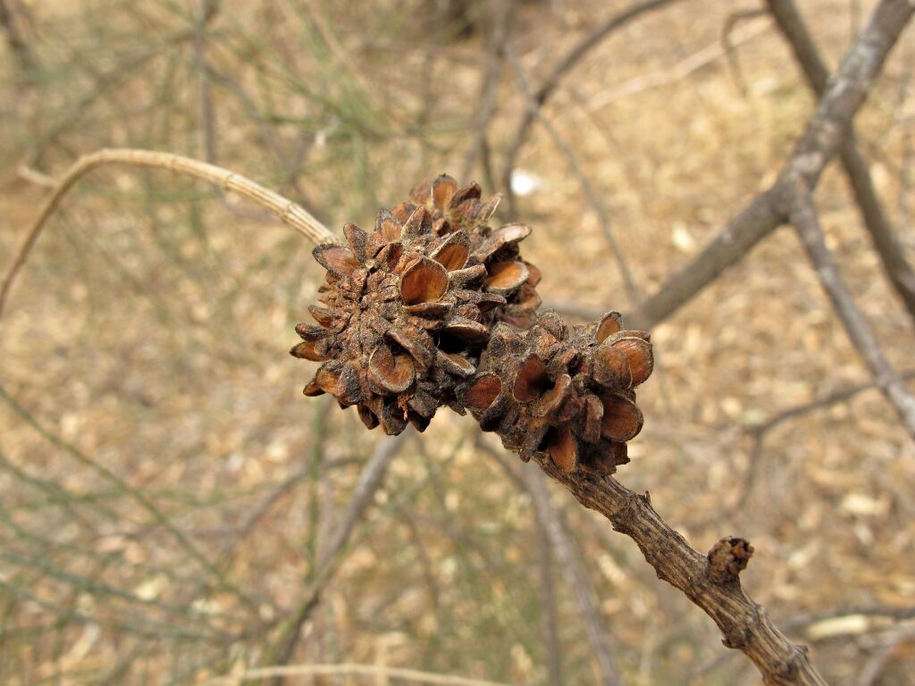 Allocasuarina luehmannii (hero image)