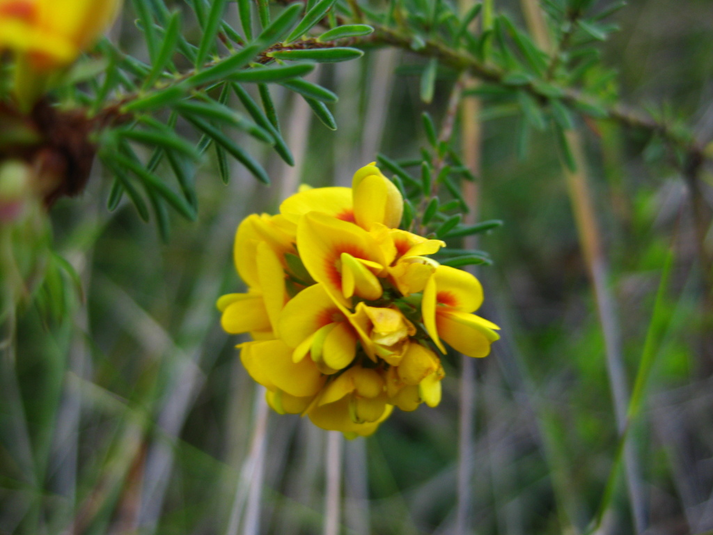 Pultenaea weindorferi (hero image)