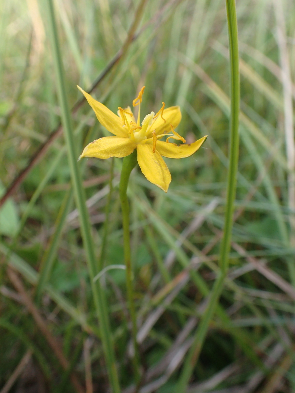 Hypoxis hygrometrica var. splendida (hero image)