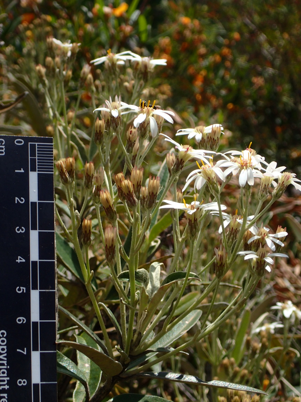 Olearia alpicola (hero image)