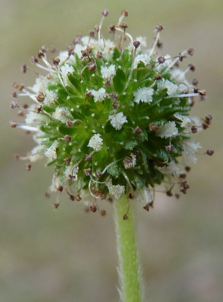 Acaena novae-zelandiae (hero image)