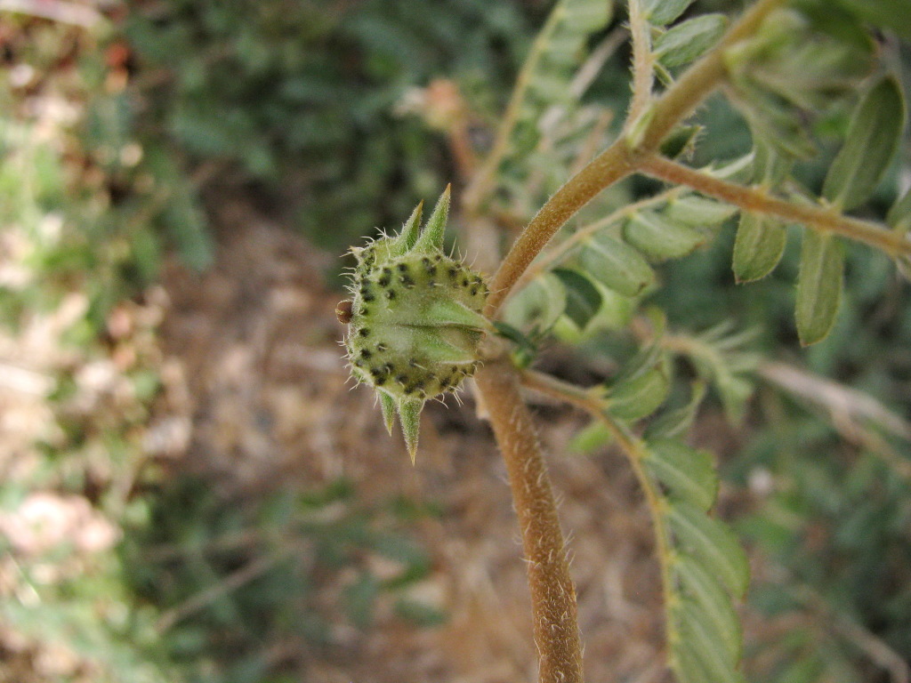 Tribulus (hero image)