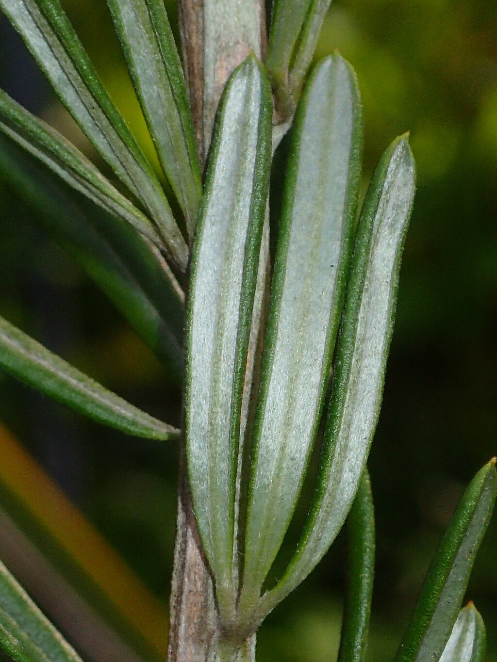 Genista linifolia (hero image)