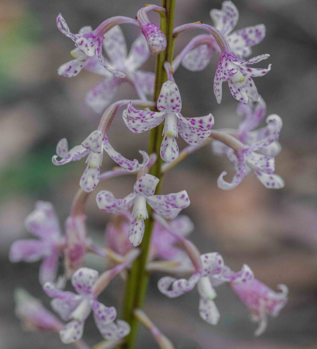 Dipodium pardalinum (hero image)