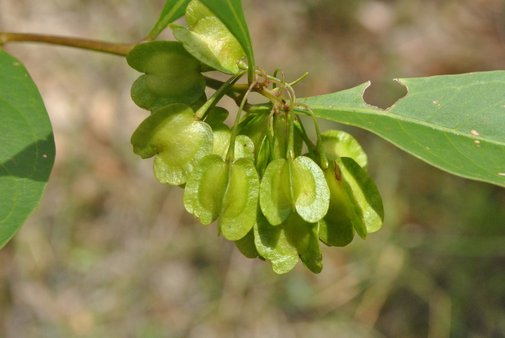 Dodonaea triquetra (hero image)